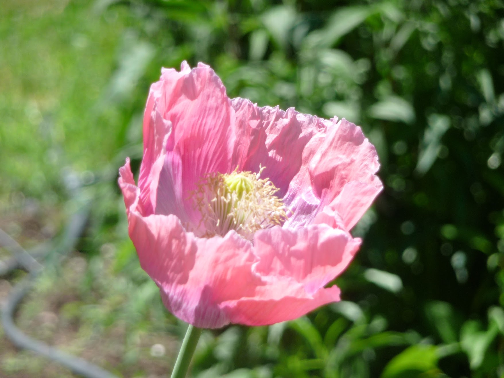 Poppy